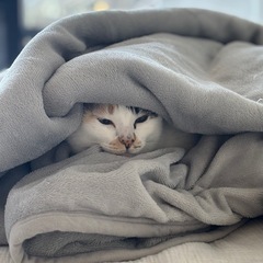 ブサかわ魅力いっぱいの優しい猫、里親さん募集中