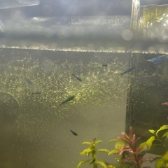 青シュリンプの画像