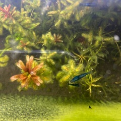 青シュリンプの画像