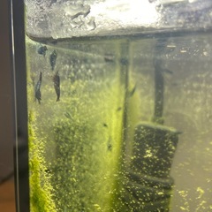 青シュリンプの画像