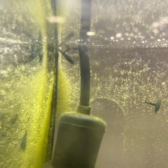 青シュリンプの画像