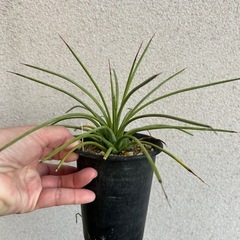 多肉植物 アガベ ストリクタ V ルブラ(赤吹上)の画像