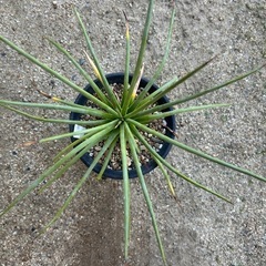 多肉植物 アガベ ストリクタ V ルブラ(赤吹上)の画像