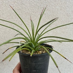 多肉植物 アガベ ストリクタ V ルブラ(赤吹上)