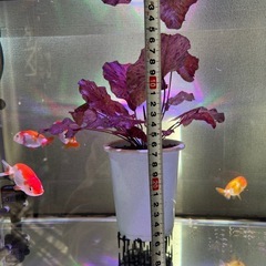 タイガーロータスレッド の画像