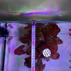 タイガーロータスレッド の画像