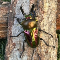ニジイロクワガタ オス♂の画像