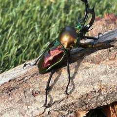 ニジイロクワガタ オス♂の画像