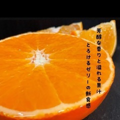 愛媛まどんなの画像