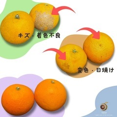 愛媛まどんなの画像