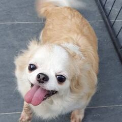 チワワ５歳♀️(サリーちゃん)