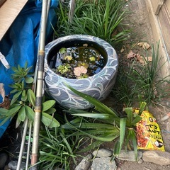 鉢植えなどの画像