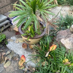 鉢植えなどの画像