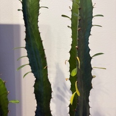 鉢付きサボテンの画像