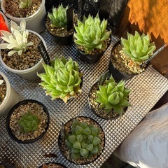 ハルオチア、ガステリア各種の画像