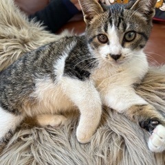 甘えん坊キジシロくん♡