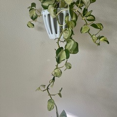 ポトスステータス 4.5号の画像