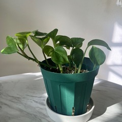 ポトスステータス4号の画像