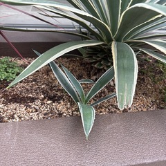 アガベ　ハクセンコウ　子株の画像