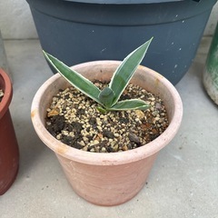 アガベ　ハクセンコウ　子株の画像