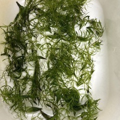 国産マツモ　【無農薬！】　🤗の画像