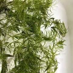 国産マツモ　【無農薬！】　🤗の画像