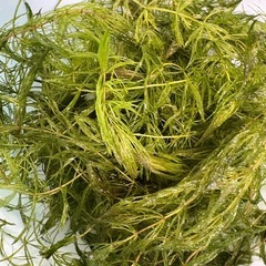 国産マツモ　【無農薬！】　🤗の画像