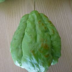 無農薬野菜　ハヤトウリ　1個価格　委託品の画像