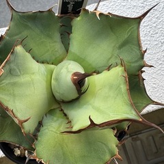 アガベ  FO-076の画像