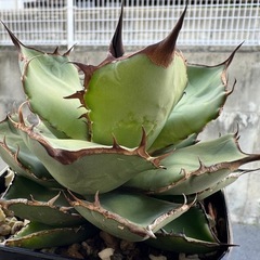 アガベ  FO-076の画像