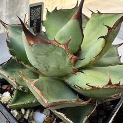 アガベ  FO-076の画像