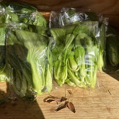 今日きゅうり　あります。100円です。の画像