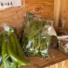 今日きゅうり　あります。100円です。の画像