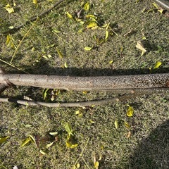 センダンの枝の画像