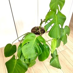 モンステラ 植木　  観葉植物の画像