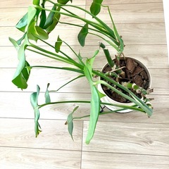 モンステラ 植木　  観葉植物の画像
