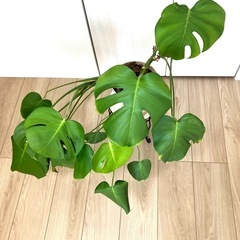 モンステラ 植木　  観葉植物の画像