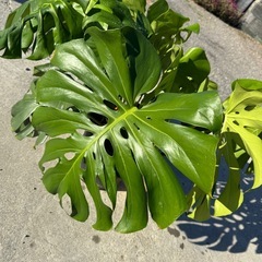 観葉植物 モンステラ デリシオーサ【大型】の画像