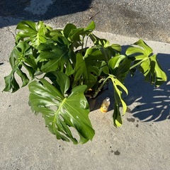 観葉植物 モンステラ デリシオーサ【大型】の画像