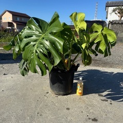 観葉植物 モンステラ デリシオーサ【大型】の画像