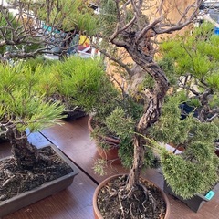 ⭐️本日営業中⭐️お待たせしました！盆栽販売中！¥2,000〜の画像