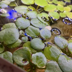 水草【ナヤス、アマゾンブロッグ】の画像