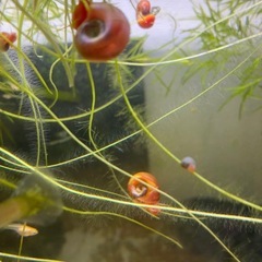 水草【ナヤス、アマゾンブロッグ】の画像