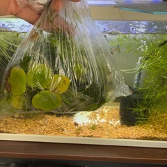 水草【ナヤス、アマゾンブロッグ】の画像