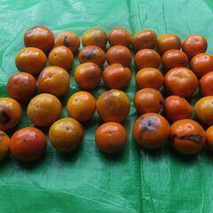 富有柿35個　甘柿　自宅で取りましたの画像