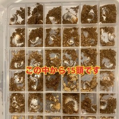 （幼虫15頭）アスタコイデスノコギリクワガタの画像