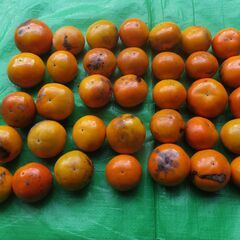 富有柿35個　甘柿　自宅で取りましたの画像