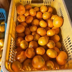 藤中  みかん 1キロの画像