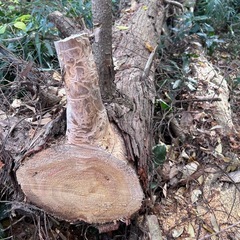 薪、広葉樹と針葉樹、キャンプの画像