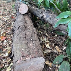 薪、広葉樹と針葉樹、キャンプの画像